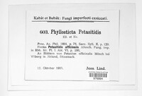 Phyllosticta petasitidis image